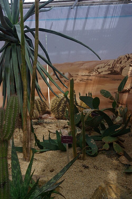 Cereus insularis: Cereus insularis, Conservatoire botanique national de Brest