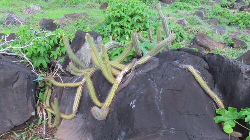 Cereus insularis (Cereus insularis)