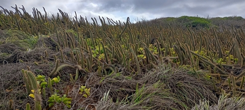 Cereus insularis (Cereus insularis)