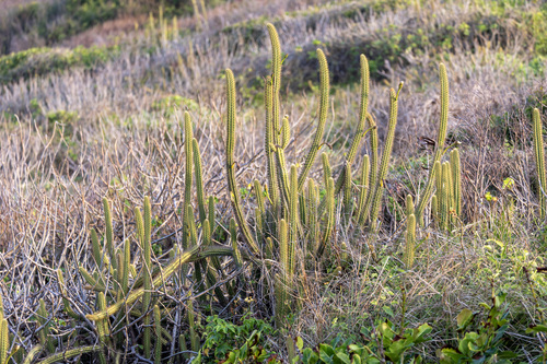 Cereus insularis (Cereus insularis)
