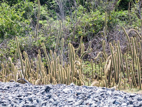 Cereus insularis (Cereus insularis)