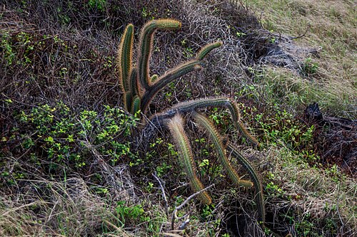 Cereus insularis: Cereus insularis in Brazil