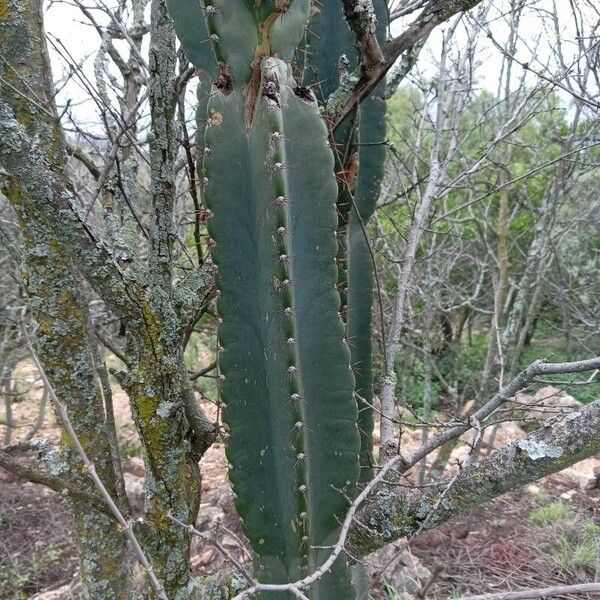 Cereus jamacaru (Cereus jamacaru)