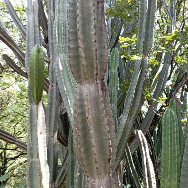 Cereus jamacaru (Cereus jamacaru)