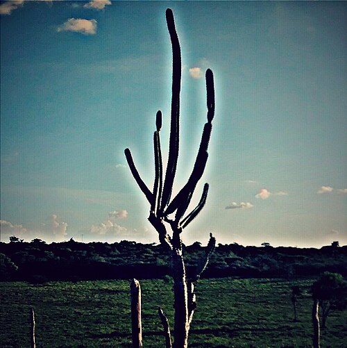 Cereus jamacaru: A fotografia nos revela que a beleza pode estar presente nas coisas mais simples da vida, que em muitas das vezes estão presentes no nosso cotidiano e passam de