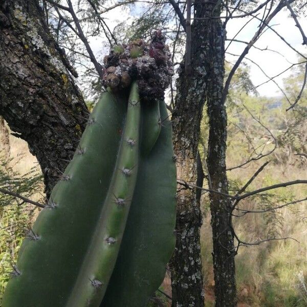 Cereus jamacaru (Cereus jamacaru)