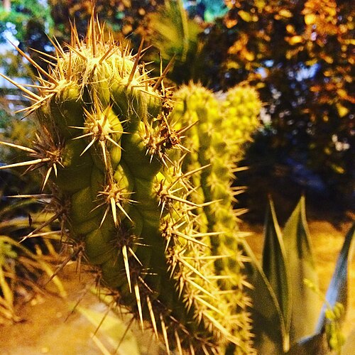 Cereus jamacaru: Planta da família das Cactaceae, gênero cactus. Arbustiva, xerófita, nativa do Brasil, disseminada no Semiárido do Nordeste.