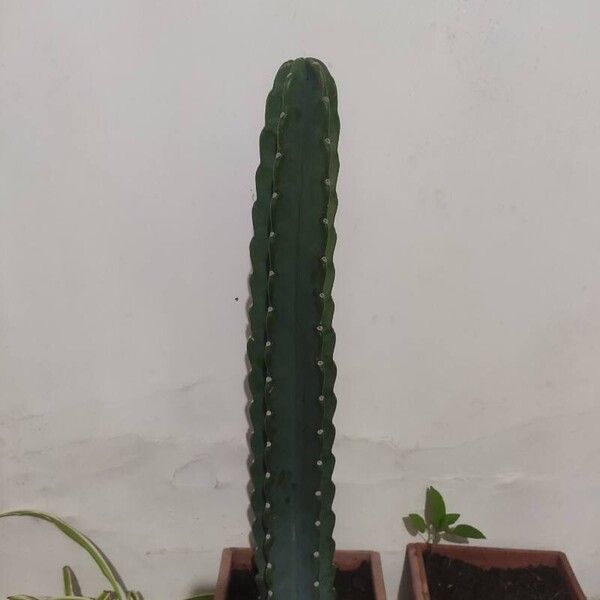 Cereus jamacaru (Cereus jamacaru)