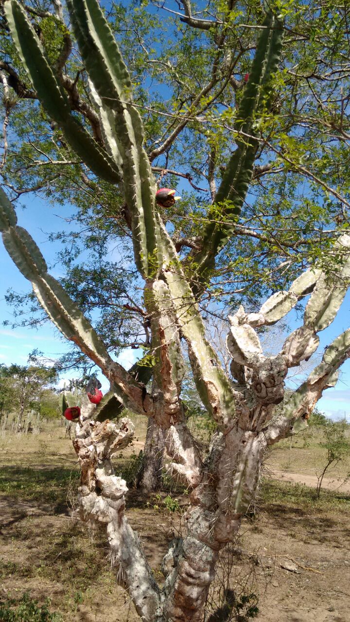 Cereus jamacaru: Árvore encontrada no sertão da Bahia, esta foi na cidade de Santa Bárbara, na Bahia.