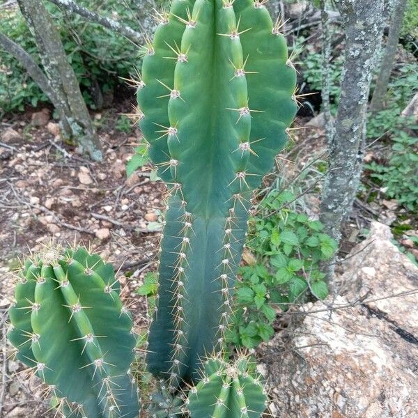 Cereus jamacaru (Cereus jamacaru)