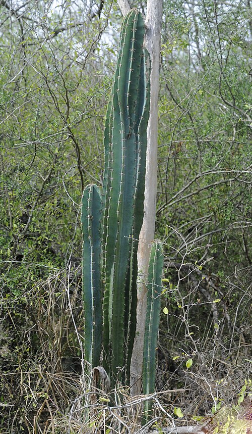 Cereus jamacaru: Queen of the night, Edinburg Scenic Wetlands & World Birding Center, Edinburg, Hidalgo County, March 2023