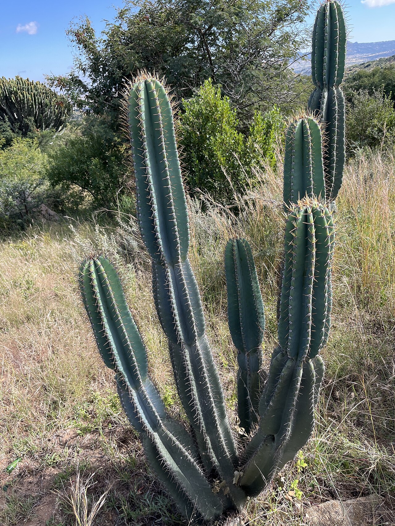 Cereus jamacaru: Queen-of-the-night ( Cereus jamacaru ) in South Africa
