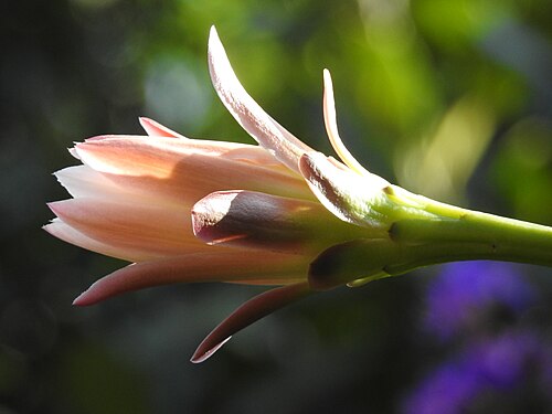 Cereus jamacaru: Foto tirada em Mairiporã - SP