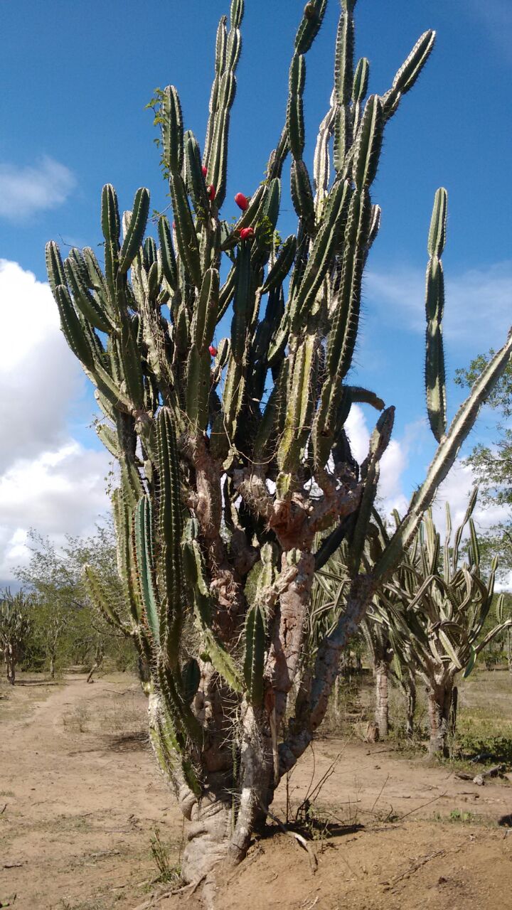 Cereus jamacaru: Árvore encontrada no sertão da Bahia, esta foi na cidade de Santa Bárbara, na Bahia.