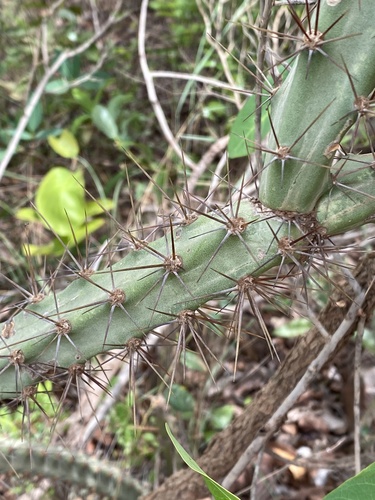 Cereus mirabella (Cereus mirabella)