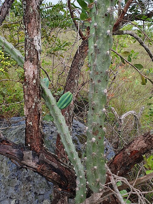 Cereus mirabella: Cereus mirabella in Brazil