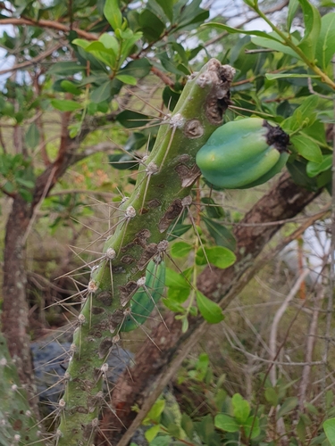 Cereus mirabella (Cereus mirabella)