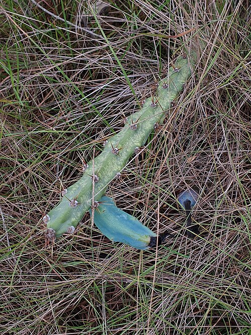 Cereus mirabella: Cereus mirabella in Brazil