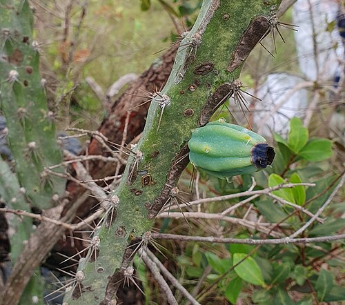 Cereus mirabella: Cereus mirabella in Brazil