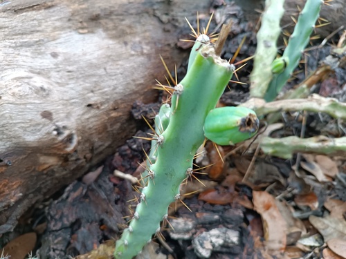 Cereus mirabella (Cereus mirabella)