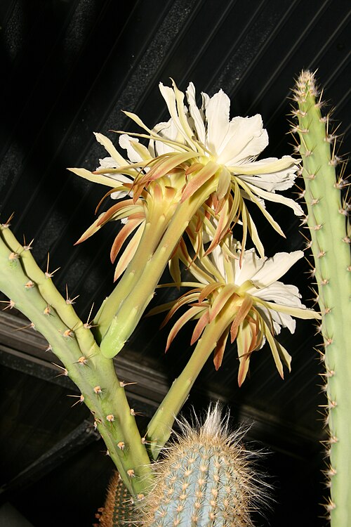 Cereus mirabella: flowering plant type locality, W Minas Gerais, Brasil