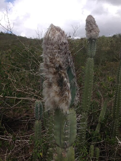 Cereus mortensenii: Rare