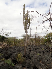 Cereus pierre-braunianus (Cereus pierre-braunianus)