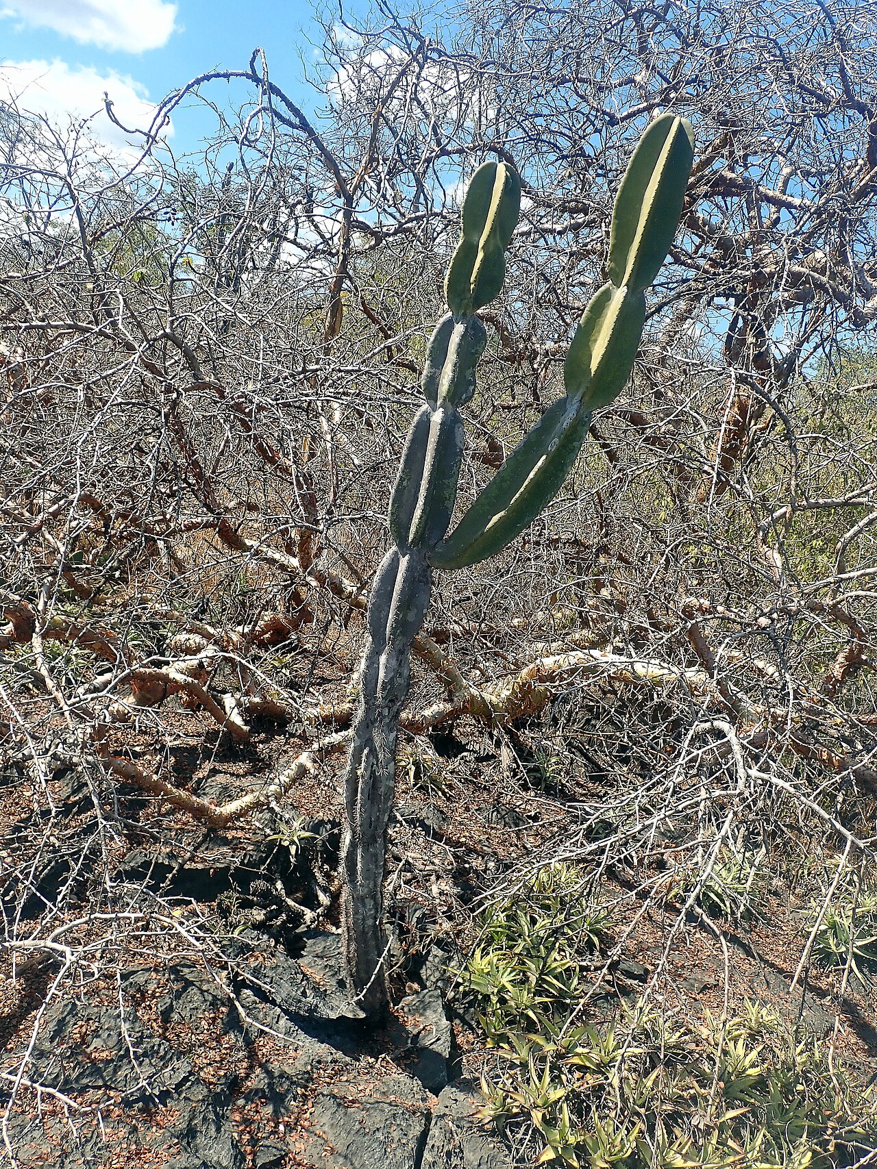 Cereus pierre-braunianus: Cereus pierre-braunianus in Brazil