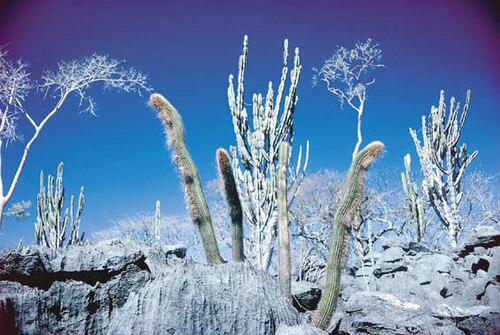 Cereus pierre-braunianus: adult plants at the type locality, NE Goias, Brasil; in the background tall plants of Cereus pierre-braunianus Esteves