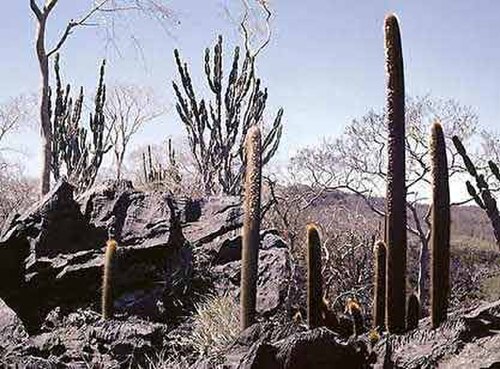 Cereus pierre-braunianus: Type locality N Goias, Brasil