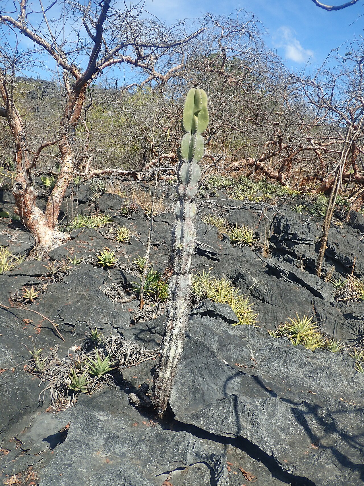 Cereus pierre-braunianus: Cereus pierre-braunianus in Brazil