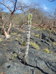 Cereus pierre-braunianus (Cereus pierre-braunianus)