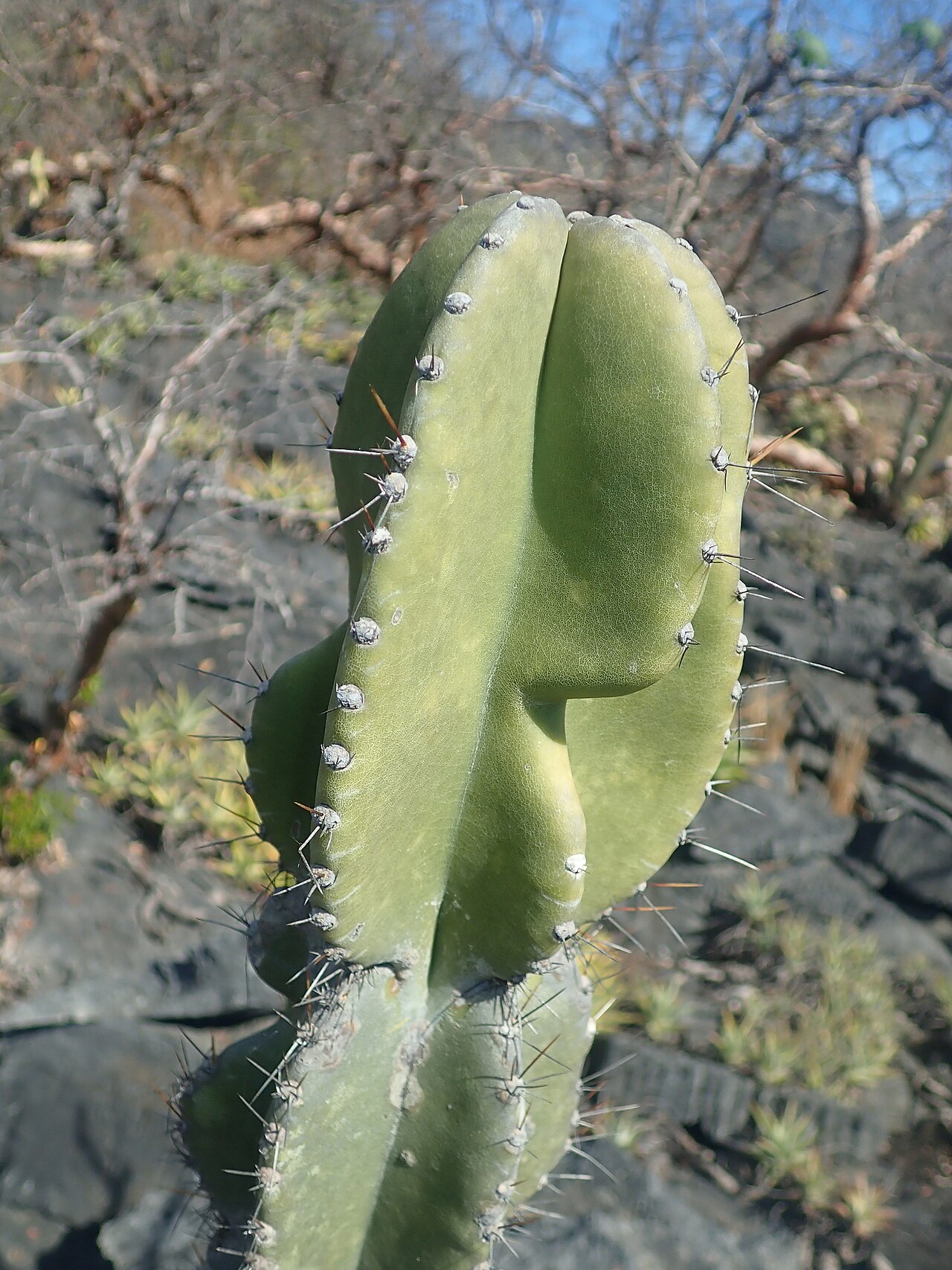 Cereus pierre-braunianus: Cereus pierre-braunianus in Brazil