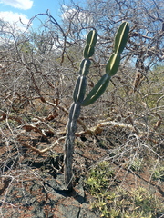 Cereus pierre-braunianus (Cereus pierre-braunianus)
