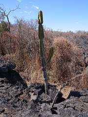 Cereus pierre-braunianus (Cereus pierre-braunianus)