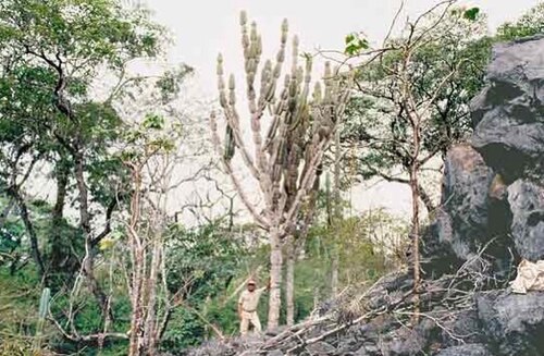 Cereus pierre-braunianus: Type locality Goias Brasil
