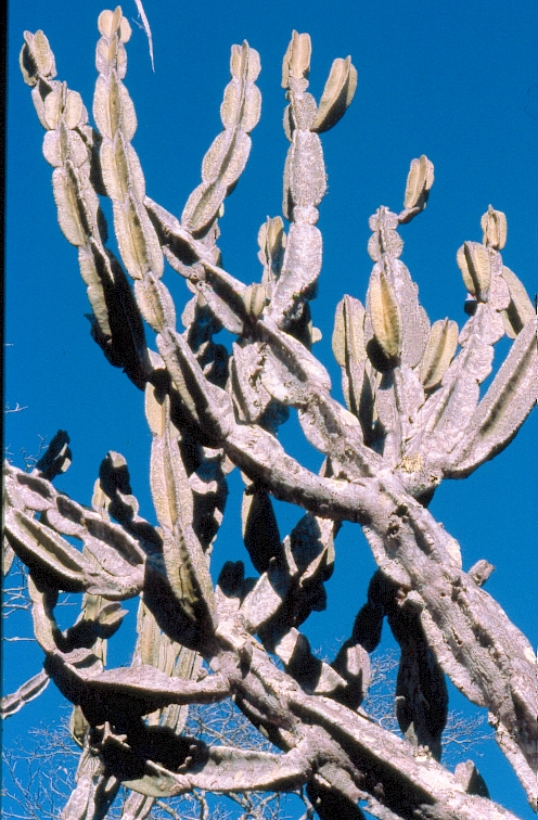 Cereus pierre-braunianus: adult plant with spineless tops at type habitat, NE Goias, Brasil