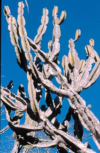 Cereus pierre-braunianus: adult plant with spineless tops at type habitat, NE Goias, Brasil
