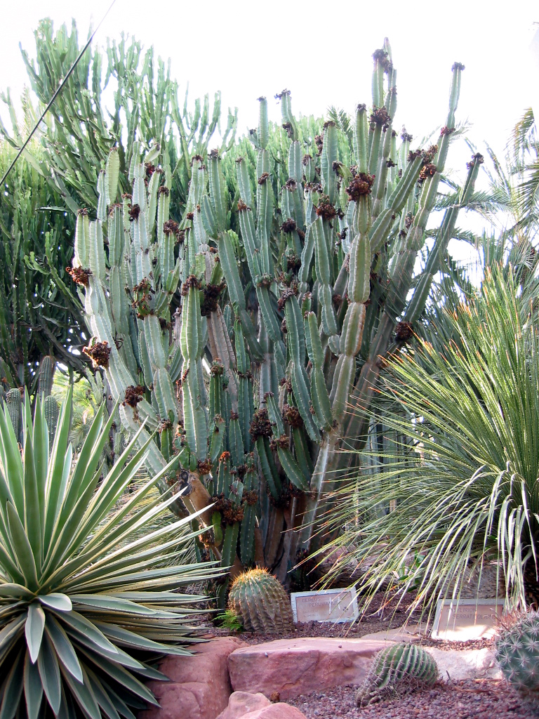 Apple cactus