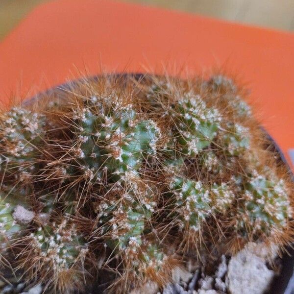 Apple cactus (Cereus repandus)