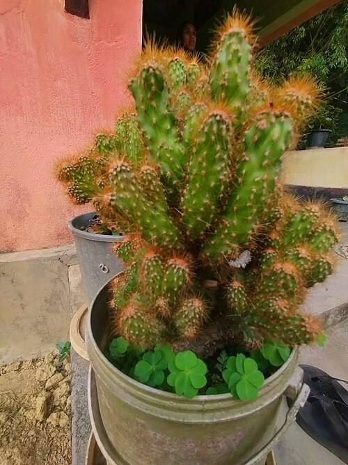 Apple cactus: Cereus repandus