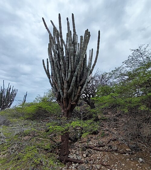 Apple cactus: Venezuelan apple cactus ( Cereus repandus ) in Bonaire, Sint Eustatius and Saba