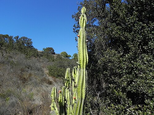 Apple cactus: Venezuelan apple cactus ( Cereus repandus ) in the United States