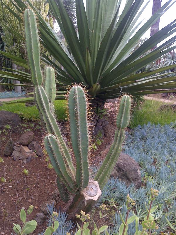 Apple cactus: Young giant club cactus or hedge cactus (Cereus repandus - syn.: Cereus peruvianus) in Jardim Botânico da Madeira.