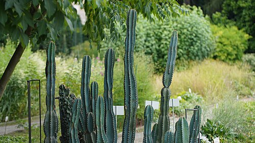 Apple cactus: Cereus repandus Mill. Poland, Krakow botanical garden