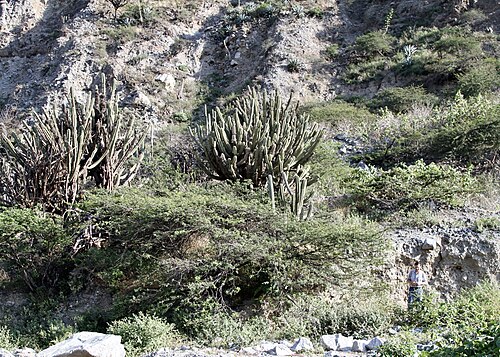 Apple cactus: Venezuelan apple cactus ( Cereus repandus ) in Venezuela