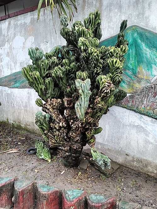 Apple cactus: Kaktus Cereus peruvianus di Desa Plosogeneng, Kecamatan Jombang, Kabupaten Jombang.