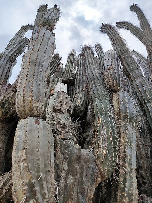 Apple cactus: Venezuelan apple cactus ( Cereus repandus ) in Bonaire, Sint Eustatius and Saba