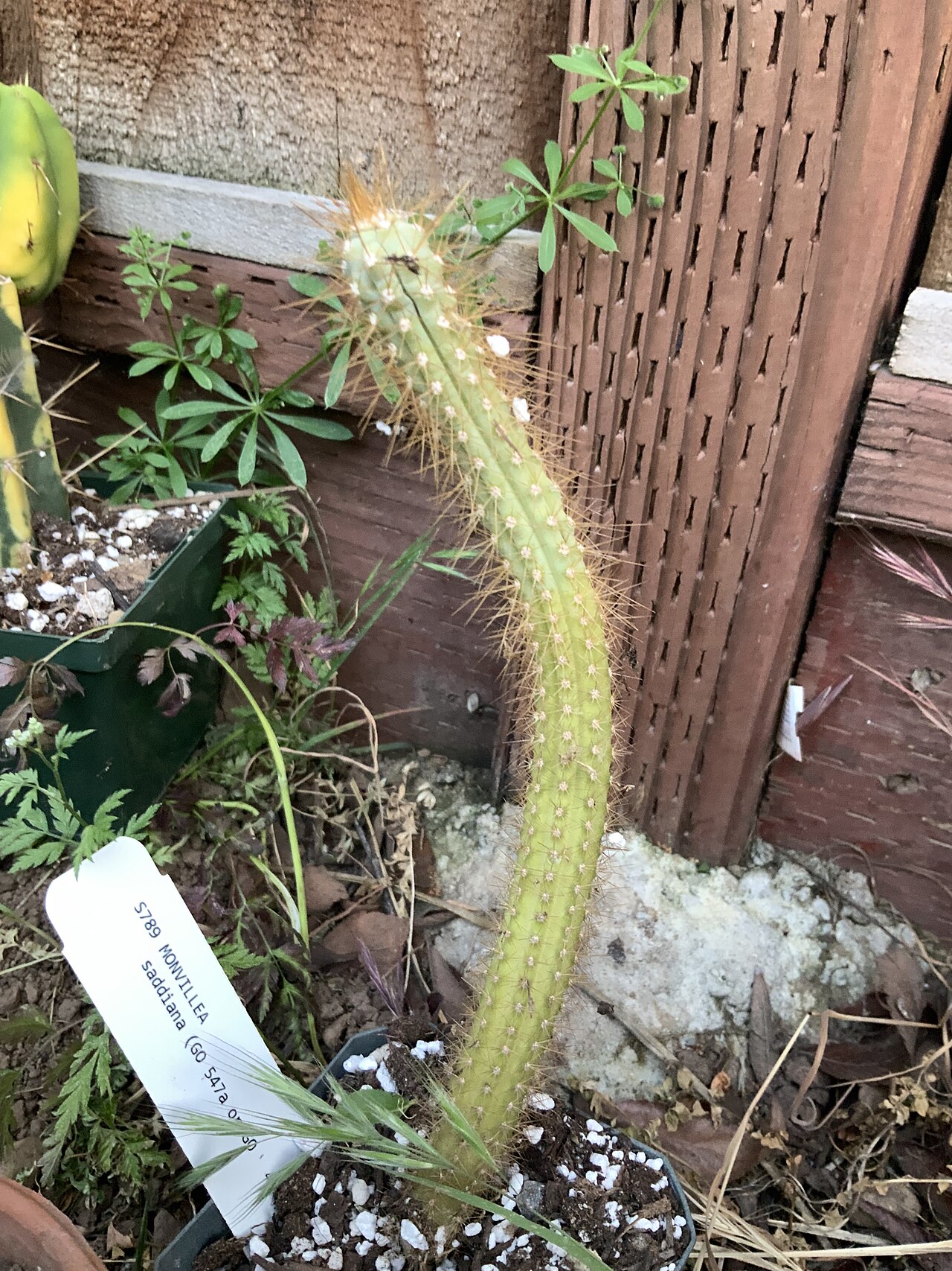 Cereus saddianus: Saddianus