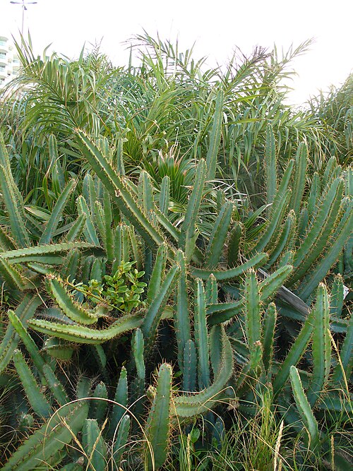Cereus sericifer: wild, in dunes of Barra da Tijuca, Rio de Janeiro, Brazil. The palm is Allagoptera arenaria. The cactus is Cereus fernambucensis subsp. sericifer.